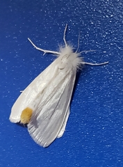 Rupela albinella