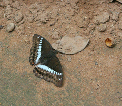 Euthalia recta monilis