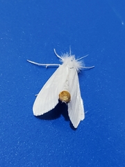 Rupela albinella