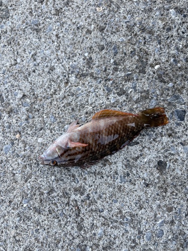 Pseudolabrus eoethinus