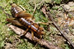 Hemiandrus pallitarsis