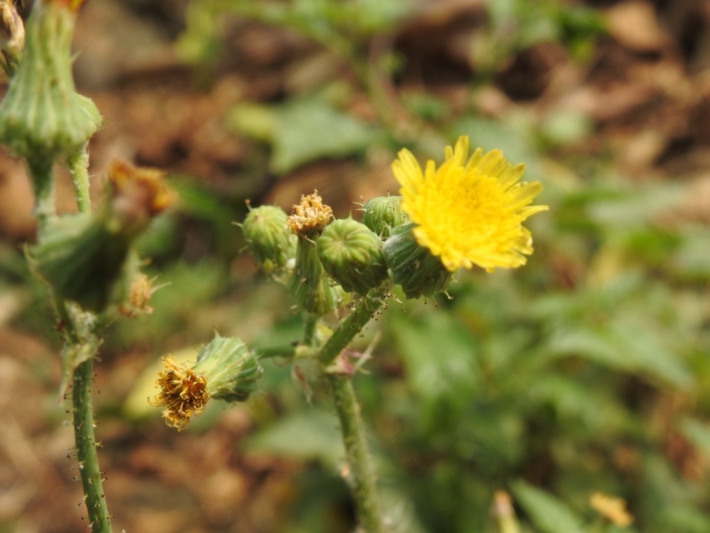 Sonchus hotha