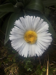 Celmisia semicordata