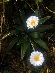 Celmisia semicordata