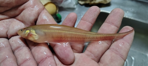 Glass Knife Fish (Eigenmannia virescens) — Sternopygidae — 2