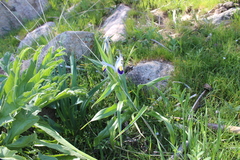 Iris warleyensis