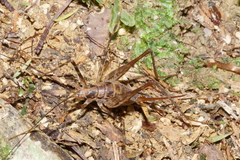 Talitropsis