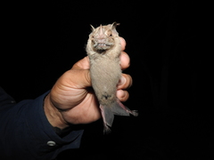 Chiroderma villosum