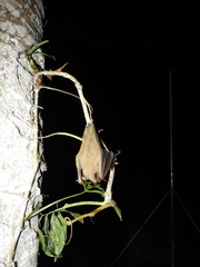 Chiroderma villosum