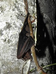 Chiroderma villosum