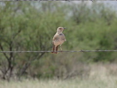 Toxostoma bendirei