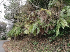 Diplopterygium glaucum