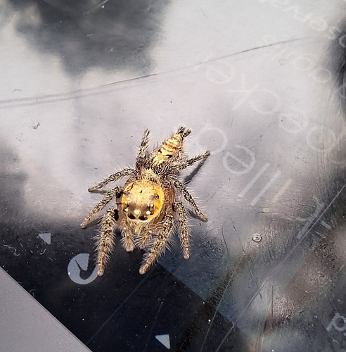 Heavy-bodied Jumper