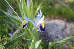 Iris warleyensis