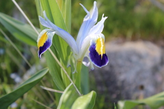 Iris warleyensis