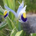 Iris warleyensis - Photo (c) Улугбек Кодиров, algunos derechos reservados (CC BY-NC), subido por Улугбек Кодиров