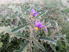 Solanum elaeagnifolium