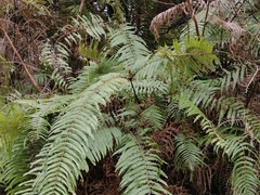 Diplopterygium glaucum