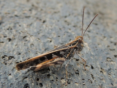 Oedaleus abruptus