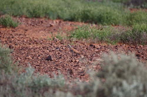 Cinnamon Quailthrush