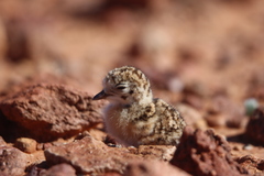Inland Dotterel photo 2