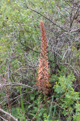 Eremurus regelii