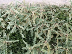 Solanum elaeagnifolium