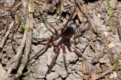 Hypodrassodes maoricus