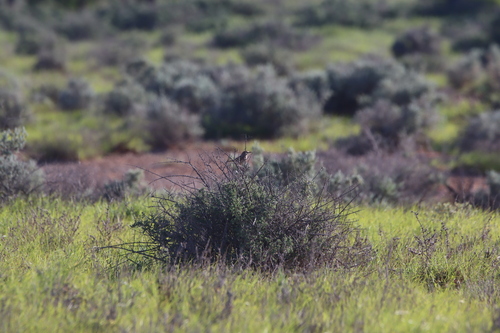 Rufous Fieldwren