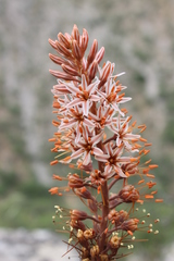 Eremurus regelii