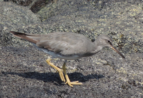 Wandering Tattler