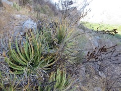Hechtia texensis
