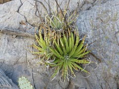 Hechtia texensis