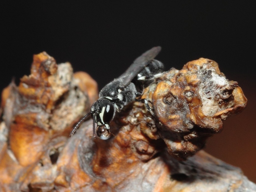 Indialaeus