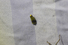 Heterallactis microchrysa