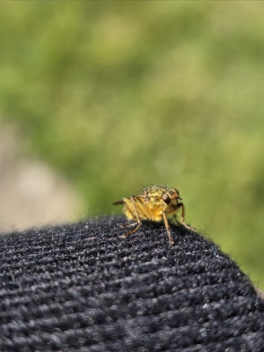 Unknown species found near Ontario, OR 97914, USA