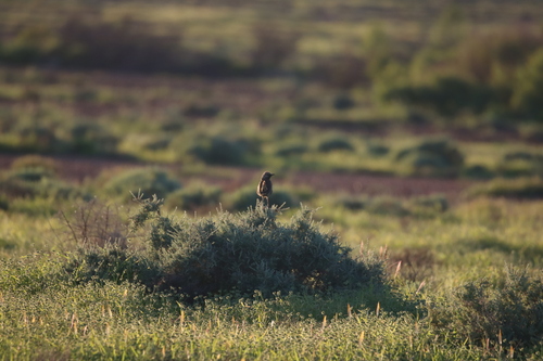 Brown Songlark