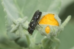 Hylaeus anthracinus