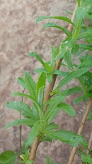 Baccharis plummerae plummerae