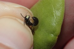 Hylaeus anthracinus