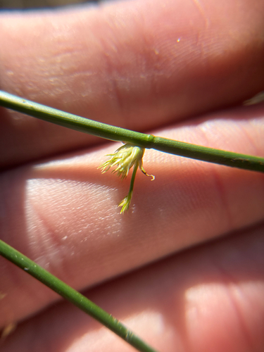 Leathery Rush (Juncus coriaceus)