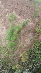 Baccharis plummerae plummerae