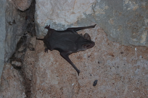 Southeastern Free-tailed Bat
