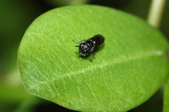 Hylaeus connectens