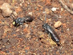 Hylaeus difficilis