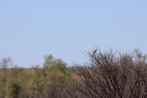 Rufous Songlark
