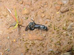 Hylaeus difficilis