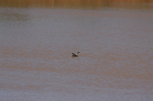 Hoary-headed Grebe