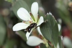 Hylaeus difficilis