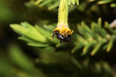 Hylaeus difficilis